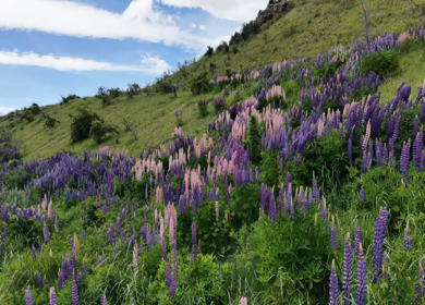 A Shot of Blooming Lupin Flowers Covering Hillside in New Zealand