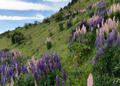 A Shot of Blooming Lupin Flowers Covering Hillside in New Zealand