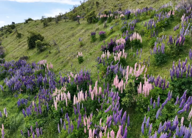 A Shot of Blooming Lupin Flowers Covering Hillside in New Zealand