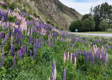 A Shot of Blooming Lupin Flowers Covering Hillside in New Zealand