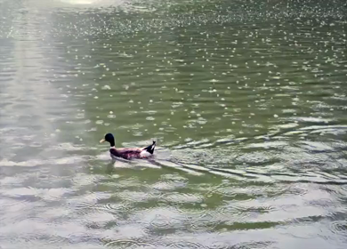 A Shot of Duck Swimming in Rainy Lake in Delhi Park India