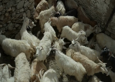A Shot of Herd of Goats Walking Through a Traditional Village in Ladakh India