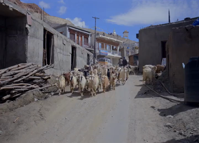 A Shot of Herd of Goats Walking Through a Traditional Village in Ladakh India