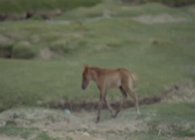 A Shot of Himalayan Horses Grazing in Hanle Valley Ladakh