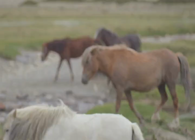 A Shot of Himalayan Horses Grazing in Hanle Valley Ladakh