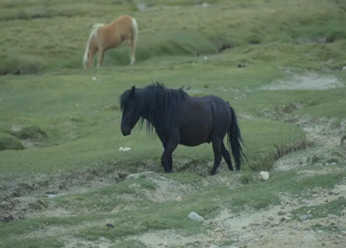 A Shot of Himalayan Horses Grazing in Hanle Valley Ladakh
