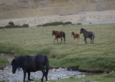 A Shot of Himalayan Horses Grazing in Hanle Valley Ladakh