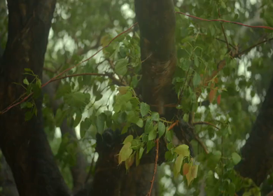 A Shot of Rain Falling on Sacred Peepal Tree Leaves During Monsoon