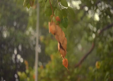 A Shot of Rain Falling on Sacred Peepal Tree Leaves During Monsoon