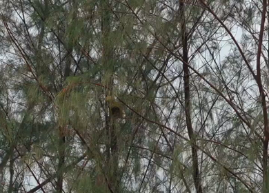 A Shot of Small Bird Perched Near Nest in Casuarina Tree