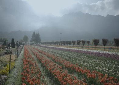 A Shot of Tulip Garden at Indira Gandhi Memorial Tulip Garden Srinagar Kashmir