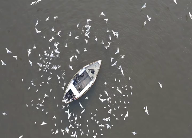 A slow motion shot of birds at Ganga Ghat at Varansi,Banaras, Uttar Pradesh,India