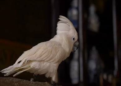 A Slow Motion Shot of White Cockatoo Parrot in Amsterdam