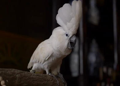 A Slow Motion Shot of White Cockatoo Parrot in Amsterdam