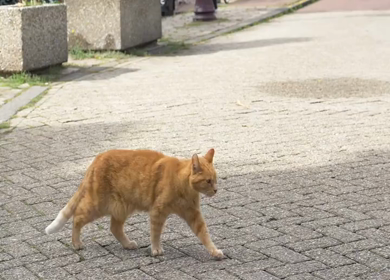 A Slow Motion Shot of Ginger Cat Walking on Street