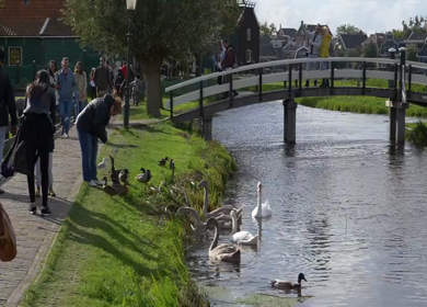 20th March 2026 : A Slow Motion Shot of People Feeding Ducks and Swans in Amsterdam
