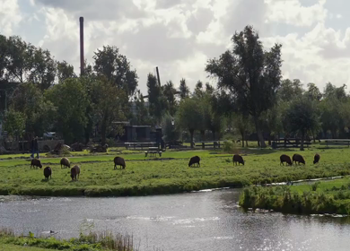 A Slow Motion Shot of Sheep Grazing Near Canal in Amsterdam Countryside
