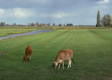 A Slow Motion Shot of Sheep Grazing Near Canal in Amsterdam Countryside
