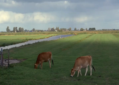 A Slow Motion Shot of Sheep Grazing Near Canal in Amsterdam Countryside