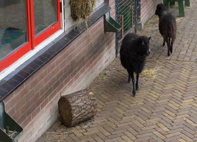 A Slow Motion Shot of Black Sheep Walking in Urban Area Amsterdam