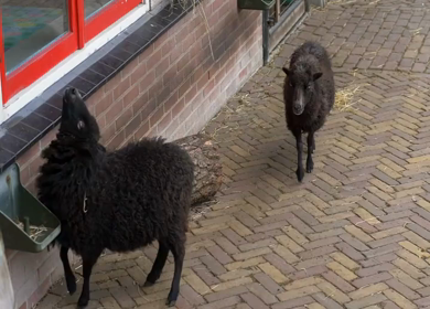 A Slow Motion Shot of Black Sheep Walking in Urban Area Amsterdam