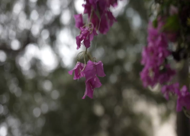 A Slow Motion Shot of an Indian Wedding Venue Decoration in India