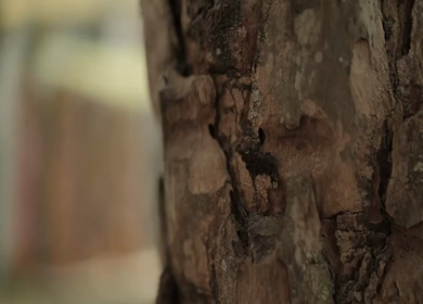 A Slow Motion Shot of an Indian Wedding Venue Decoration in India