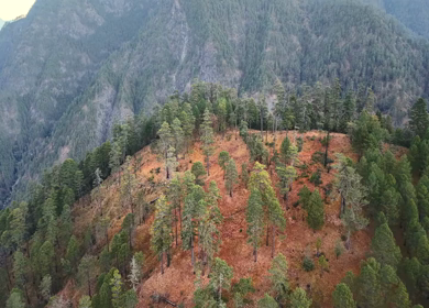 Aerial Shot of Pine Forest Landscape in Dong Valley Anini Arunachal Pradesh India