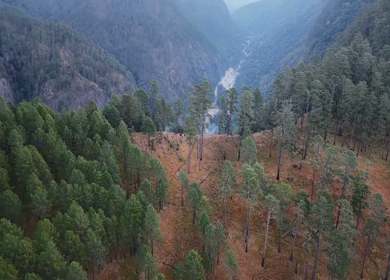 Aerial Shot of Pine Forest Landscape in Dong Valley Anini Arunachal Pradesh India