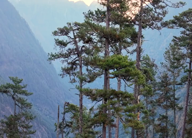 Aerial Shot of Pine Forest Landscape in Dong Valley Anini Arunachal Pradesh India