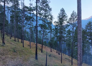 Aerial Shot of Pine Forest Landscape in Dong Valley Anini Arunachal Pradesh India