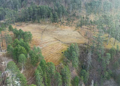 Aerial Shot of Pine Forest Landscape in Dong Valley Anini Arunachal Pradesh India