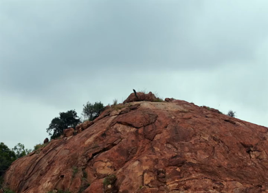 Aerial Slow Motion Shot of Indian Peacock Standing on Rocky Hill in Natural Landscape