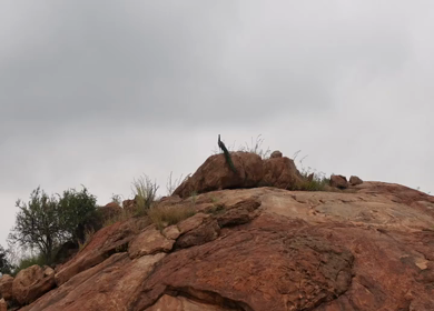 Aerial Slow Motion Shot of Indian Peacock Standing on Rocky Hill in Natural Landscape