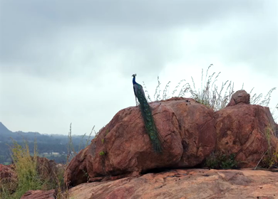 Aerial Slow Motion Shot of Indian Peacock Standing on Rocky Hill in Natural Landscape