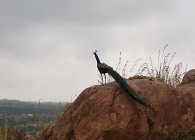 Aerial Slow Motion Shot of Indian Peacock Standing on Rocky Hill in Natural Landscape