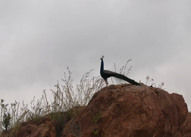 Aerial Slow Motion Shot of Indian Peacock Standing on Rocky Hill in Natural Landscape