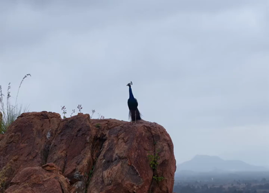 Aerial Slow Motion Shot of Indian Peacock Standing on Rocky Hill in Natural Landscape