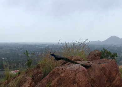 Aerial Slow Motion Shot of Indian Peacock Standing on Rocky Hill in Natural Landscape