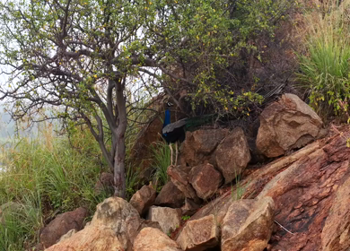 Aerial Slow Motion Shot of Indian Peacock Standing on Rocky Hill in Natural Landscape