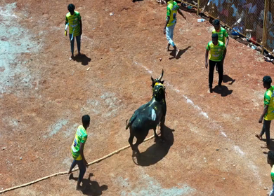 16th January 2026 : Aerial Slow Motion View of Jallikattu Event Traditional Tamil Bull Taming Sport Tamil Nadu India
