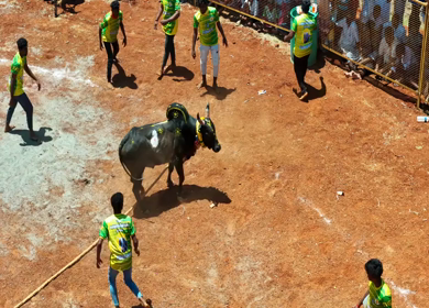 16th January 2026 : Aerial Slow Motion View of Jallikattu Event Traditional Tamil Bull Taming Sport Tamil Nadu India