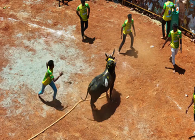 16th January 2026 : Aerial Slow Motion View of Jallikattu Event Traditional Tamil Bull Taming Sport Tamil Nadu India