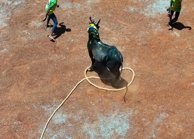 16th January 2026 : Aerial Slow Motion View of Jallikattu Event Traditional Tamil Bull Taming Sport Tamil Nadu India