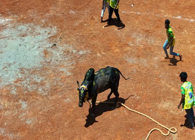 16th January 2026 : Aerial Slow Motion View of Jallikattu Event Traditional Tamil Bull Taming Sport Tamil Nadu India