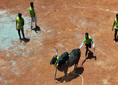 16th January 2026 : Aerial Slow Motion View of Jallikattu Event Traditional Tamil Bull Taming Sport Tamil Nadu India