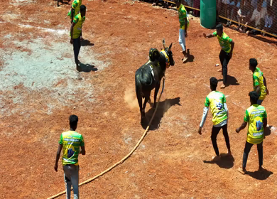 16th January 2026 : Aerial Slow Motion View of Jallikattu Event Traditional Tamil Bull Taming Sport Tamil Nadu India