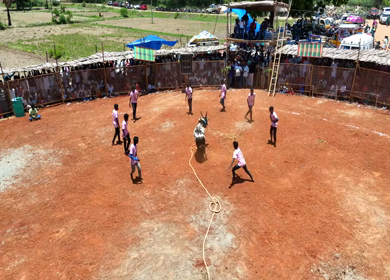 16th January 2026 : Aerial Slow Motion View of Jallikattu Event Traditional Tamil Bull Taming Sport Tamil Nadu India