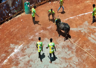 16th January 2026 : Aerial Slow Motion View of Jallikattu Event Traditional Tamil Bull Taming Sport Tamil Nadu India