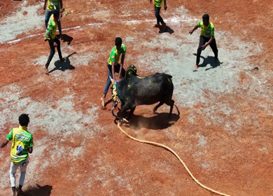 16th January 2026 : Aerial Slow Motion View of Jallikattu Event Traditional Tamil Bull Taming Sport Tamil Nadu India